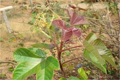 Jatropha tanjorensis